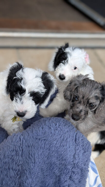 READY NOW cockapoo pups