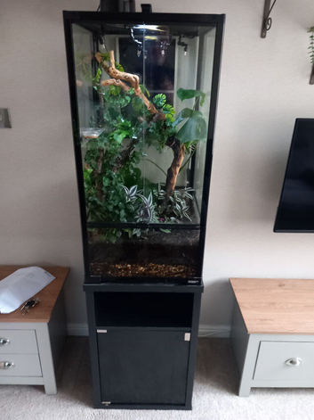 Crested Geckos with bio Terrarium