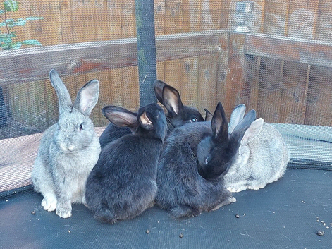 Little rabbits