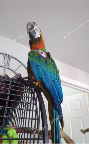 Female harlequin macaw