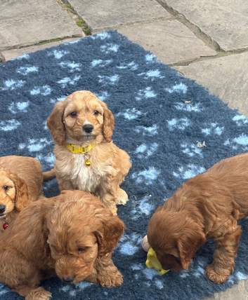 Cockapoo Puppies - Fluffy Faces & Little Tails Full of Joy!