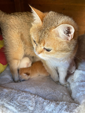 Green Eyed Golden Girl