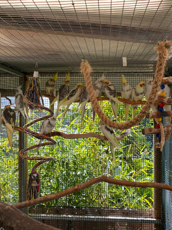 Young cockatiels