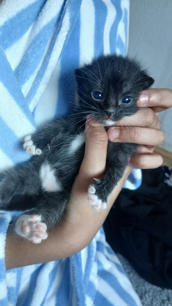 3 kittens, available 14th July