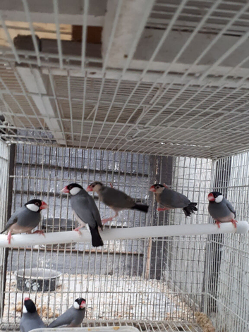 Java sparrows