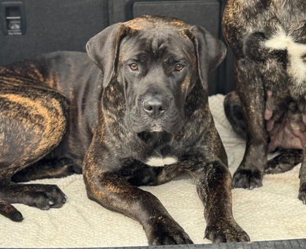 Presa canario bitch