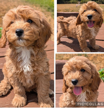 Quality DNA Clear Cavapoo puppies from Licensed Breeder