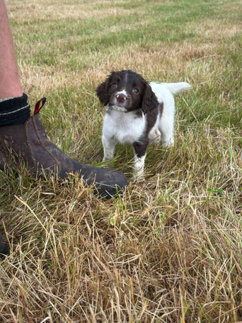 English Springer Spaniel Puppies
