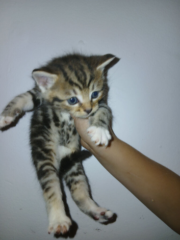 Beautiful cross kittens