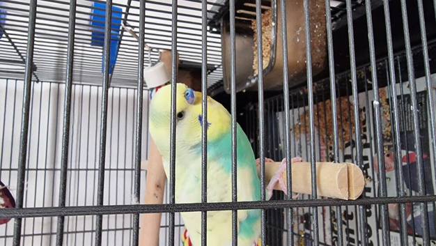 Talking budgie