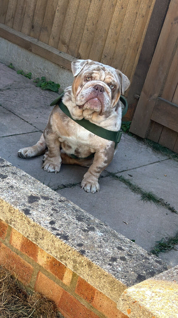 Ronnie boy