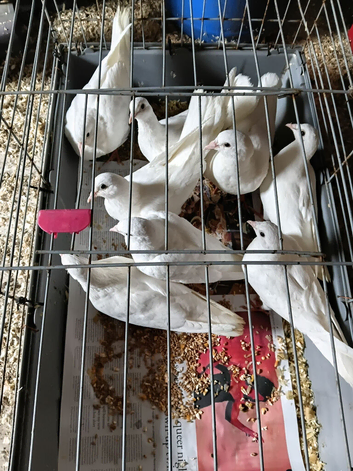 White dove for sale