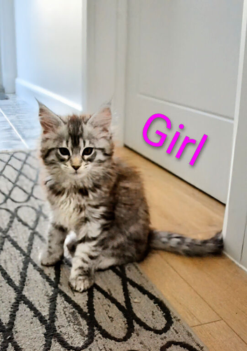 Maine coon kittens available One left.
