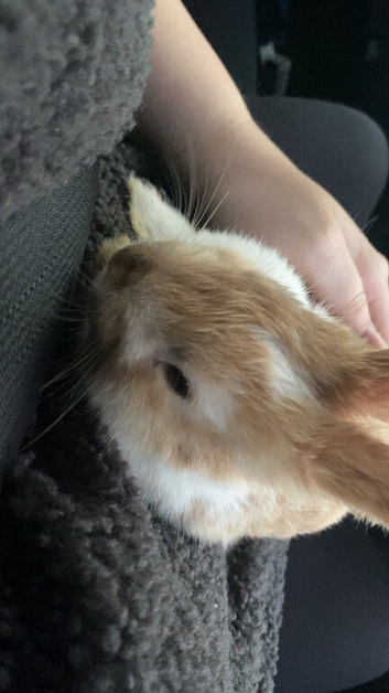 Baby boy bunny