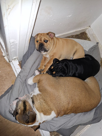 English bulldog puppy ready to go now