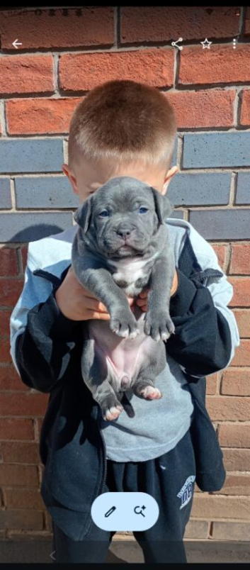 Blue staffy pups