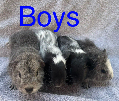 X4 baby boy guinea pigs