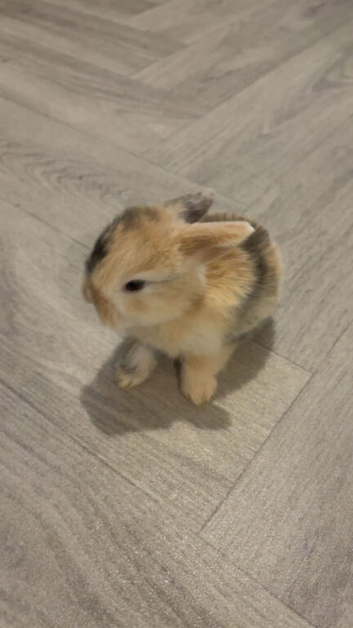 4 baby bunnies for sale.