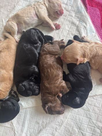 7 gorgeous double doodle puppies