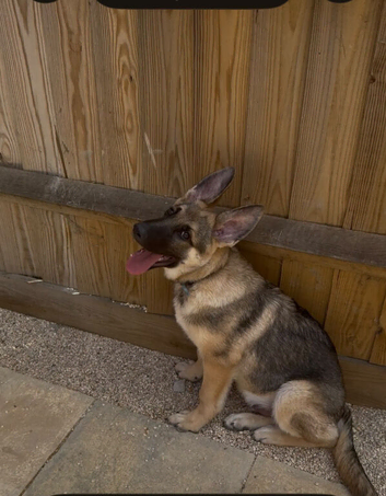 21-Week-Old Male Working-Line German Shepherd
