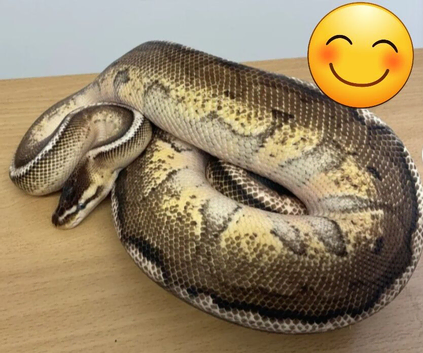 Adult male Royal pythons
