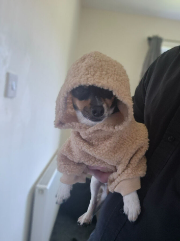 Jack Russell/ chihuahua