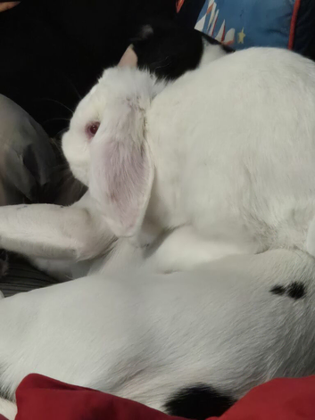5 month old buck bunny with extras