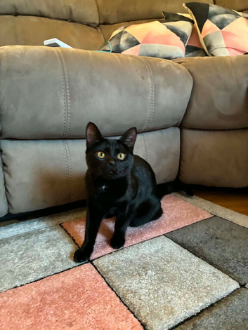 7 month unneutered female