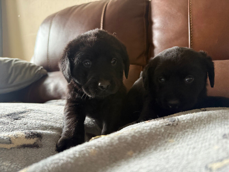 Very chunky Labrador puppies