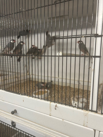 Java sparrows, quail,