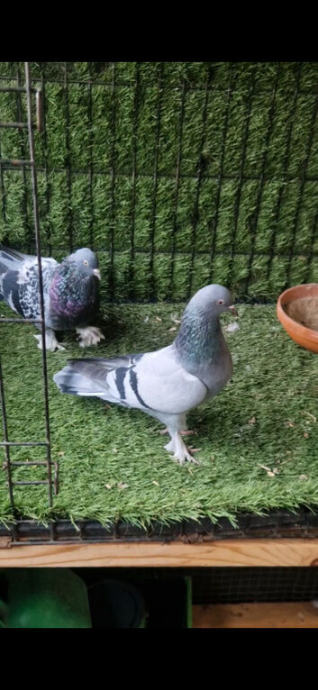 Turkish pigeons