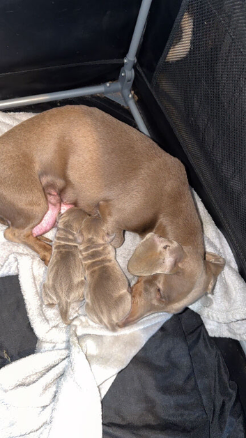 dachshund bitch puppy