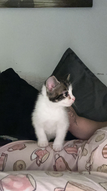 7 week old kitten male