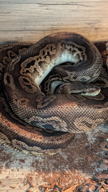 Adult royal python