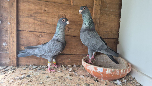 Pigeons