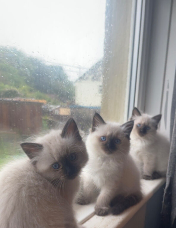 9 week old ragdoll kittens