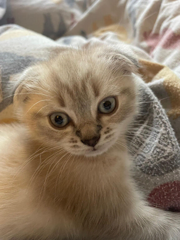 Scottish fold kitten