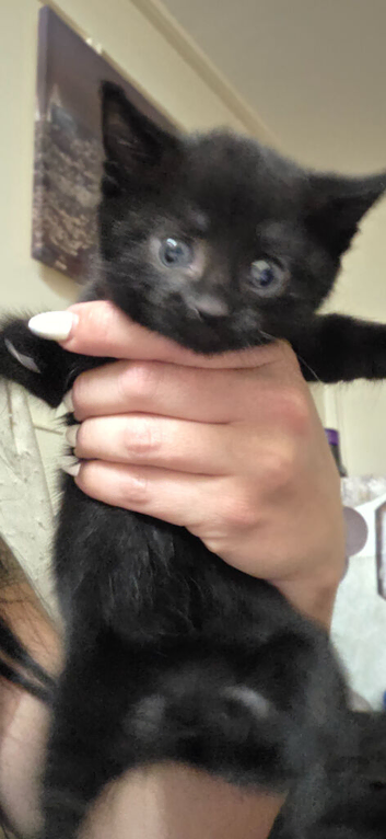 Kittens