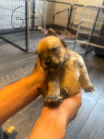Dog de Bordeaux cross white GSD