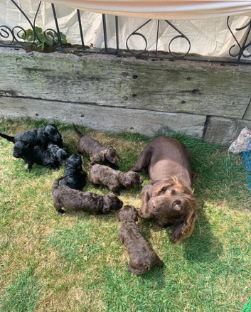 STUNNING COCKAPOO PUPS