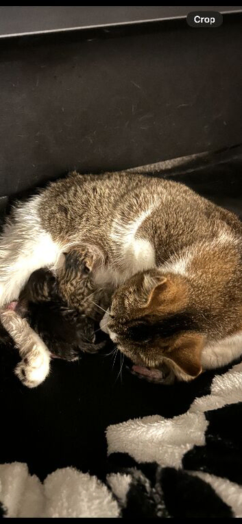 Kitten