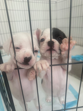 4 Adorable puppies left