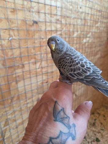 GOTHIC BLACK BUDGIES