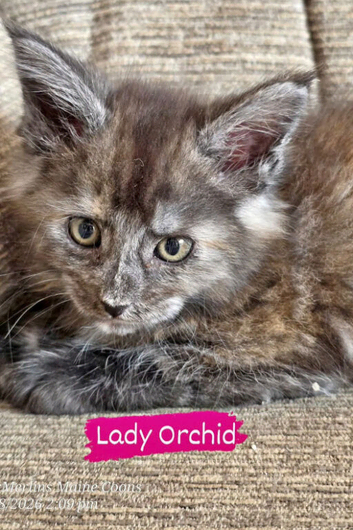 TICA REGISTERED MAINE COON KITTENS