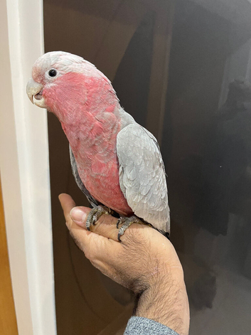 Friendly Baby Handreared Tame Galah Cockatoo Parrot,31