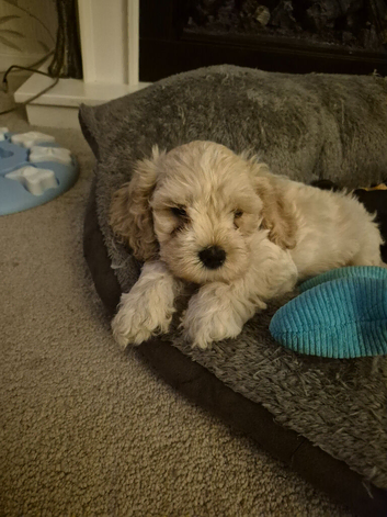 Cavachon puppies