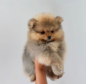 Pomeranian puppies ready now for loving homes