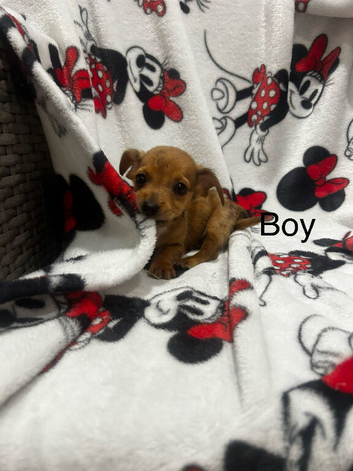 Dachshund xcross Chihuahua
