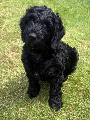 gorgeous curly cockapoo puppies