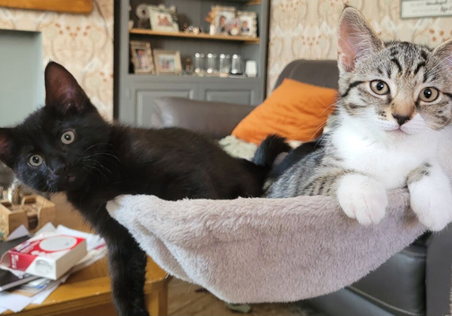 X2 kittens